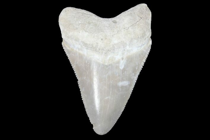 Serrated, Bone Valley Megalodon Tooth - Florida #99877